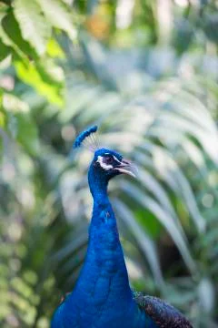 Large peacock 2  Stock Photos