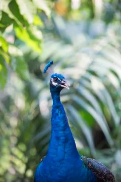 Large peacock 3  Stock Photos