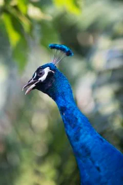 Large peacock 4 Stock Photos