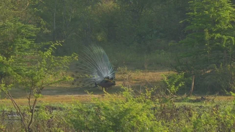 Large peacock flaunts feathers and performs ritual dance Vidéo 118994930