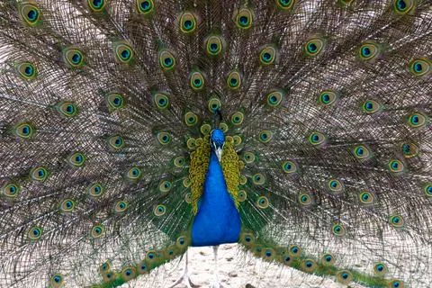A large peacock opened its incredibly beautiful tail Stock Photos