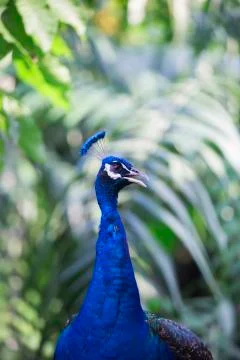 Large peacock Stock Photos