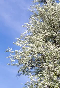 A large pear tree with flowers, a spring garden.... a large pear tree with fl Stock Photos