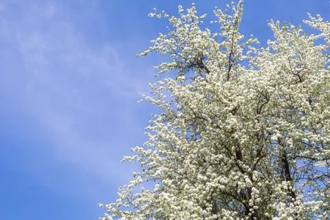 A large pear tree with flowers, a spring garden.... a large pear tree with fl Foto stock