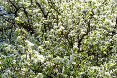 A large pear tree with flowers, a spring garden.... a large pear tree with fl Stock Photos