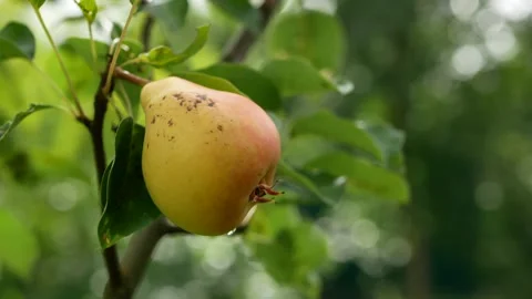 Large pears on the branches of an apple tree in a rustic garden. Stock Footage 240396239