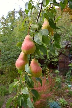 Large pears on a tree branch. 스톡 사진