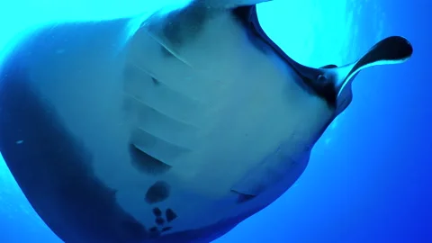 Large Pelagic Manta Ray Close Up Stock Footage 315243071
