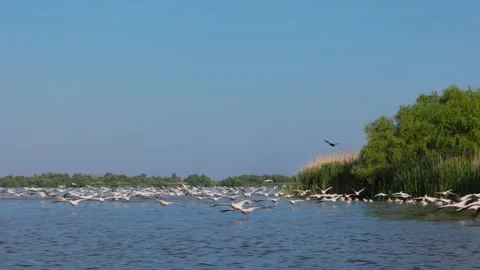 Large Pelican colony in the Danube delta, Romania. Stock Footage 199208688