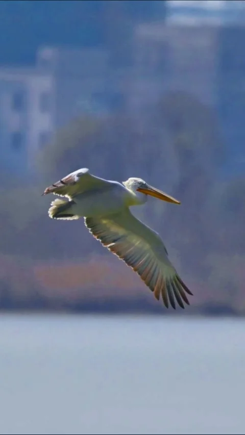 Large Pelican Flying Low Over Water Surface Stockbeeldmateriaal 329910475