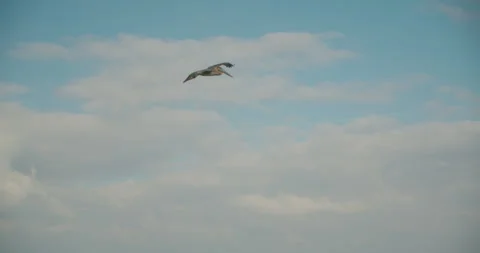Large pelican glides across cloudy blue sky near beach at Tulum Mexico Stock Footage 342461160