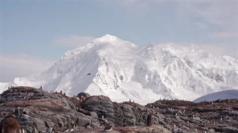 Large penguin colony surrounded by snow covered mountains Stockbeeldmateriaal 337950297