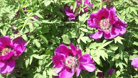 Large Peony Buds Bloomed Under the Sun. Vídeos de archivo 336656630