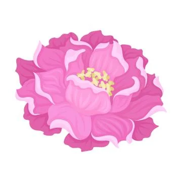 Large peony flower. Vector illustration on a white background. Stock Illustration
