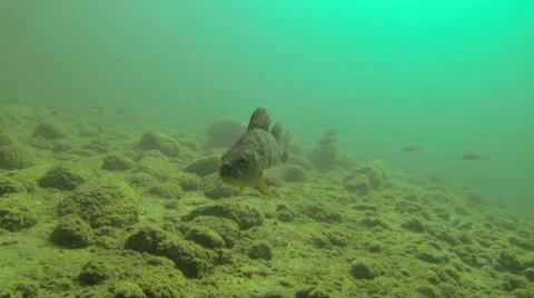 Large perch swimming towards camera Stock Footage 55212998