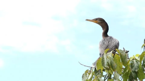 Large Perched Bird Stock Footage 45281804