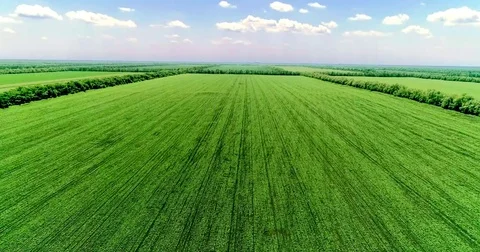 A large perfectly flat field under a blue sky Stock Footage 76780154