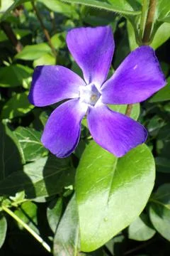 Large periwinkle flower Stock Photos