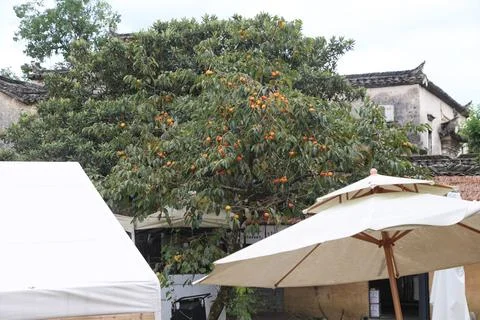 A large persimmon tree stands in the courtyard of an ancient building, with.. Stock Photos