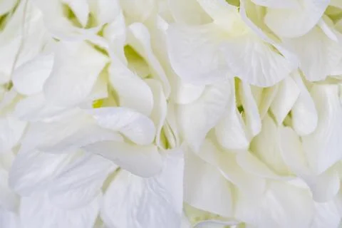 Large petals of white flowers close-up Stock Photos