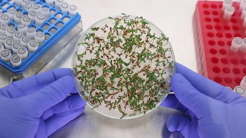 Large petri dish containing sprouts Stock Footage 339322021