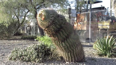 Large phallic shaped Barrel Cactus in an industrial area in Kingman AZ Video stock 80407204