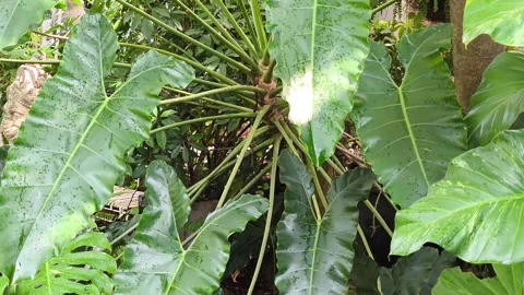 Large Philodendron leaves Stock Footage 308358172