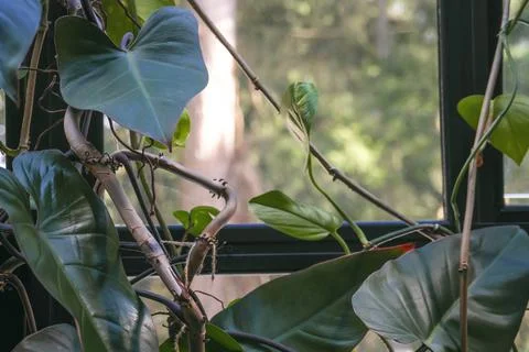 Large philodendron leaves in front of the window. Stock Photos