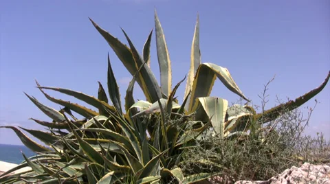 Large Phormium type shrub growing in Cyprus Stock Footage 39830246