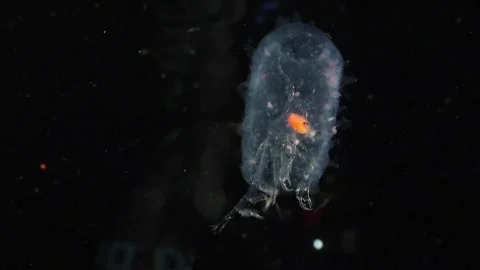 Large Phronima Inside Gelatinous Barrel in Blackwater Stock Footage 336287388