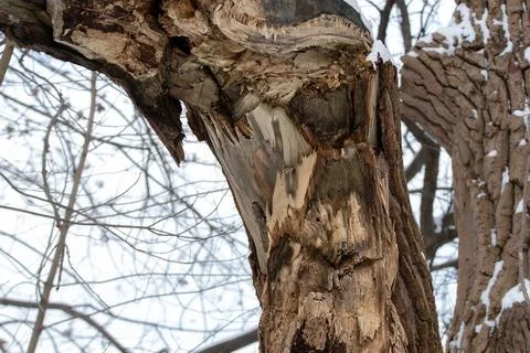 Large piece of bark broken off from a tree in a winter forest.Frosty winter.. Stock Photos