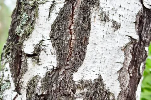 A large piece of birch Stock Photos