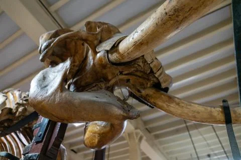 A large piece of bone with a hole in the middle. in Chennai Stock-Fotos