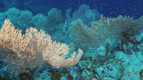A large piece of coral is surrounded by smaller pieces of coral Stock Footage 276276535
