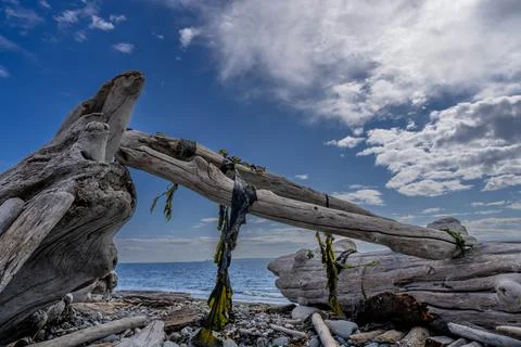 Large Piece Of Driftwood Sit On A Beach On A Beautiful Coast Stock Photos