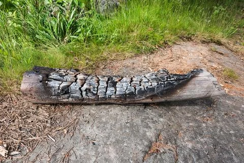 Large piece of timber burnt by fire on natural stone and pine needles surface Fotos Stock