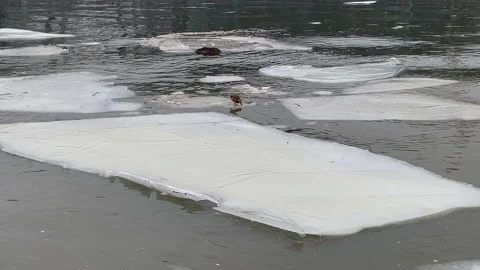 Large pieces of ice at river Stock Footage 236036978