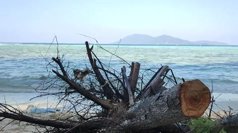 Large pieces of trees are cut down with the roots carried by Video stock 243431350
