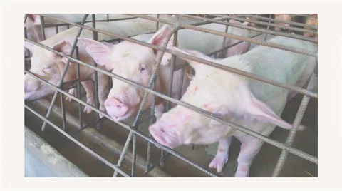 Large pig breeding farm 動画素材 46877928