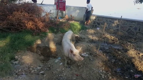 Large pig high angle shot, father and son carry basket in background, Mandalay 스톡 동영상 79169243