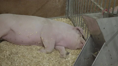 Large pig taking a nap Stock Footage 57226374