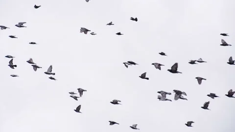 Large Pigeon Flock in the Sky 4K TZ Stock Footage 265701607