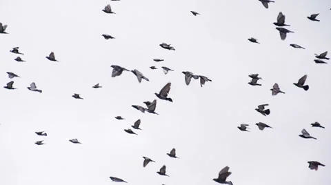 Large Pigeon Flock in the Sky HD Pro Video stock 50341029