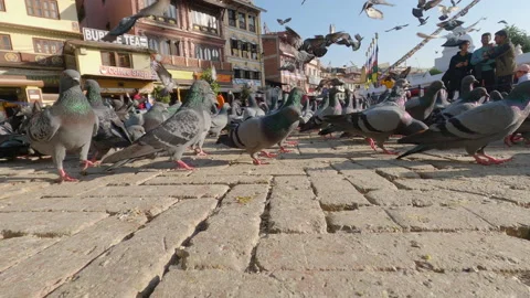 Large pigeons flock in Kathmandu Stock Footage 228630499
