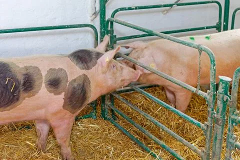Large Pigs Farm Stock Photos