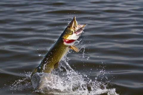 Large pike fish jumping out of water Foto stock