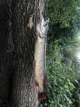 Large  pike suspended by its head on a rope near a tree trunk Stock Photos