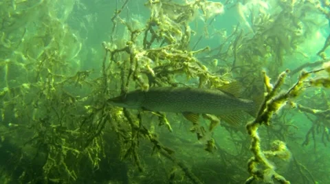 Large pike swimming slowly under underwater branches Stock Footage