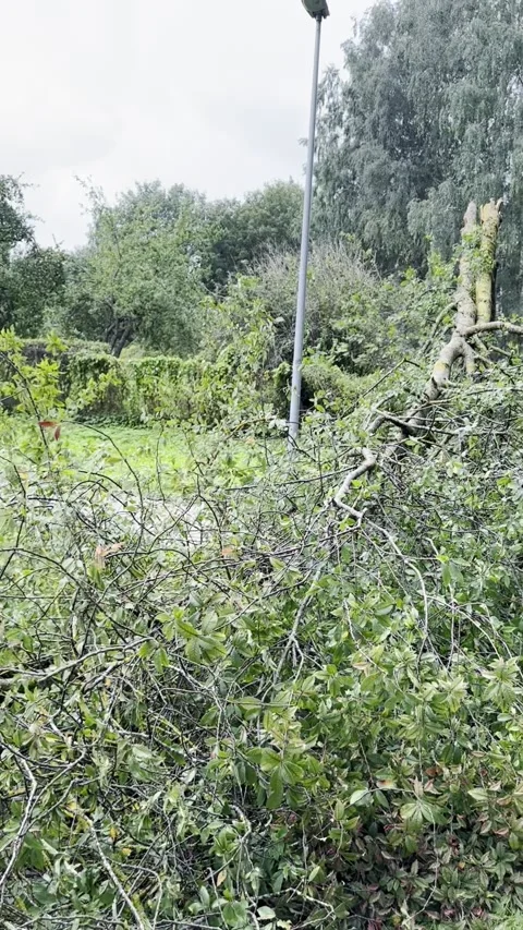 Large Pile of Broken Tree Branches in Green Park, Vertical Video Stock Footage 345043160