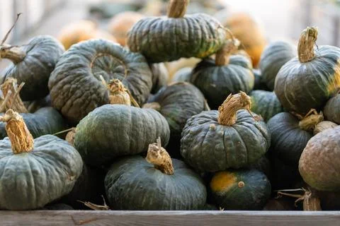 Large pile of bumpy Marina di Chioggia squash at a seasonal harvest festival Stock Photos
